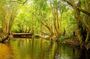 Private Half Day Tour: World Heritage Rainforest & Waterfall