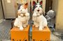 Tokyo Shinjuku 3D Cat, Cat Cafe and Yanaka Old Cat Town Tour
