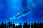 Okinawa HIP-HOP BUS B - 1 Course Tour (Okinawa Churaumi Aquarium)