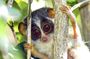 Loris Watching from Kitulgala