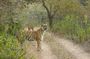 Full-Day Tour of Ranthambore from Jaipur
