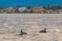 2.5 Hours Sunset Boat Tour in Search of Dolphins