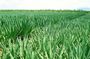 Visit Sisal Plantations & Processing Factory - Full Day Tour
