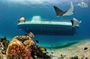 Cozumel Submarine Tour from Cancun or Playa del Carmen