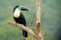 4 Day Manu Bird Watchers Paradise - Group Service