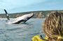 Noosa: Epic Whale Watching On Ocean Kayaks & Beach 4X4 Tour