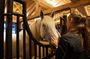Lipica Stud Farm & Skocjan Caves - Shore Excursion from Trieste