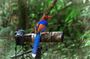 Birdwatching from Sinharaja Rainforest