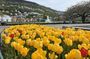 Bergen: Guided City Walk, Osterøy Island & Fjord Experience