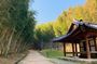 Damyang Bamboo Forest & Traditional Food Tour (Private)
