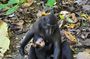 North Sulawesi and Gorontalo Tour Experience