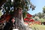 Private Full-Day Nara Tour Hozanji Temple Cable Car and Nara Park