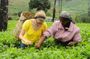 Tea Tasting in Nuwara Eliya