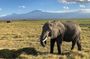 Nairobi: Amboseli National Park and Masai Village Day Trip