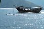 Dolphin Watching Cruise from Muscat