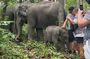 Chiang Mai 1 Day: Elephant Sanctuary, Waterfall & Bamboo Rafting