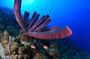 2 Tank Guided Shore Dive in Curacao