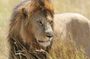 Half Day Guided Tour in Nairobi National Park With 4*4 Vehicle