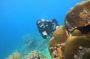 Lionfish Scuba Mini Course Underwater Adventure