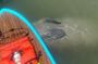 Dolphin, Manatee and SeaTurtle SUP Adventure Tour of St Augustine