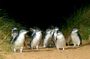 Full-Day Phillip Island Tour with Kangaroo, Koala and Penguin Parade