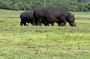 Chobe Morning Game Drive (Half-Day Safari)