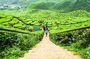 Private: Cameron Highlands 2 days 1 night Trip