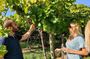 Vineyard Tour and Wine Tasting in Cavaion Veronese