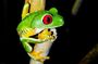 Jungle Night Tour Manuel Antonio