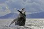 Whales Watching