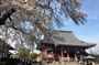 Experience a day Like a Local: Miso-soup Making & Sakura Viewing