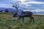 Tromsø: Big Bus Fjord Tour with free photos and wildlife