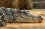 Round Trip Gambia - Crocodile Pool, School Visit & More!
