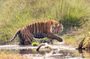 4 Days Bardia National Park Tour