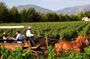 Colchagua Valley Viñas Viu Manet and Montes Alfha