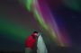 Isafjordur Private Northern Lights Tour