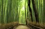 PERFECT KYOTO 1-Day Bus Tour