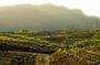 Full-Day Private Priorat Wine Tour Experience from Barcelona