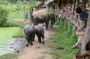 From Bangkok Elephant Care Experience and River Kwai Day Trip
