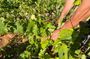 Naxos: Private Wine Three and Half-Hour Experience
