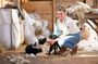 Phillip Island Penguin Parade and Churchill Island Farm Bus Tour