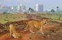 Half Day Tour Nairobi National Park With 4*4 Vehicle