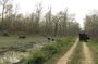 Jeep Safari (Private, 8-10 hrs.)inside Chitwan National Park.