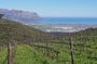 Private Wine Tasting Tour in Constantia, Cape Town