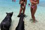 Swimming with Pigs and Turtles Snorkeling and Sunset Cruise
