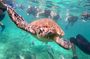 Turtle Swim, Lunch and Underground Cenote Private Tour
