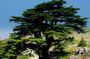 Qadisha Valley, Cedars Hike & Kozhaya | Small-Group Tour Beirut