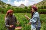 Visit Taif The City of Roses