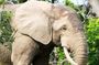 4 Days Skyway Safari to Mole National Park
