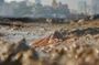 Marine Walk at Haji Ali Discover Mumbai's Coastal Biodiversity